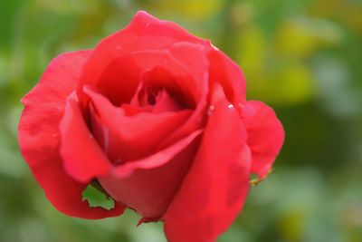 Close-up of red rose blooming outdoors
