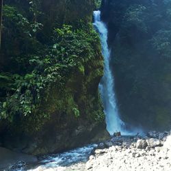 Scenic view of waterfall in forest