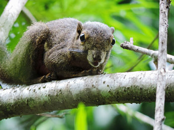 Close-up of squirrel eating tree