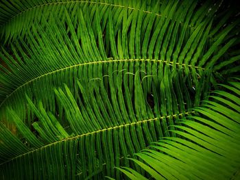 Full frame shot of palm tree leaves