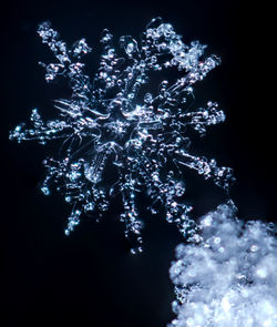 Close-up of illuminated christmas tree at night