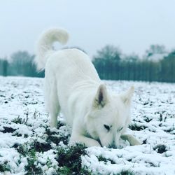White dog on snow field