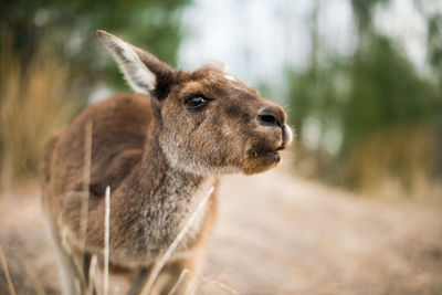 Close-up portrait of kangaroo