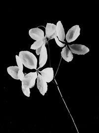 Close-up of frangipani blooming against black background
