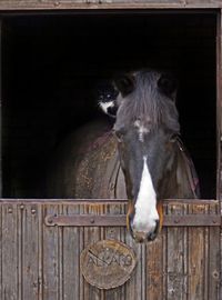 Close-up of horse on wood against black background