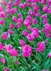 High angle view of pink flowering plants on field