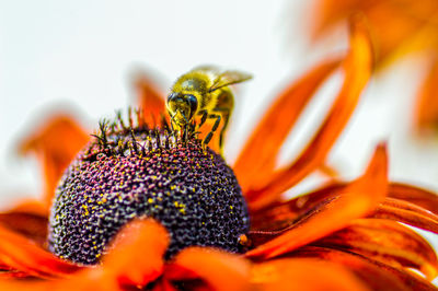 Close-up of insect on flower