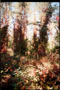 Trees in forest during autumn