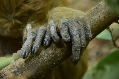 Close-up of a monkey's hand