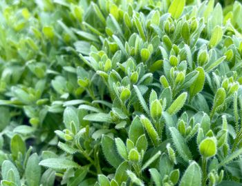 Full frame shot of plants growing on field