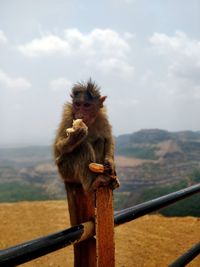 Monkey sitting on railing against sky
