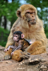 Monkey with infant sitting on rock in forest