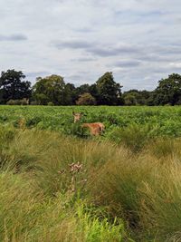 Scenic view of grassy field against sky
