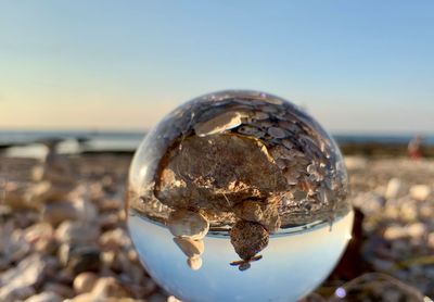 Close-up of shell on beach against clear sky