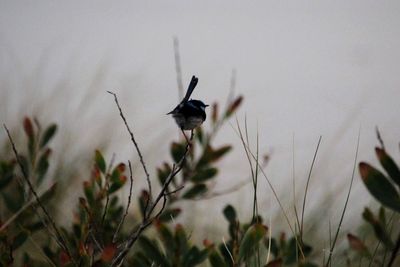 Bird flying in the sky