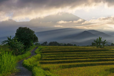 Scenic view of agricultural field against sky during sunset