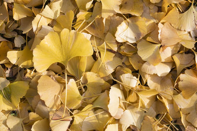 Close-up of yellow leaves on plant