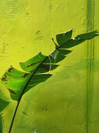 Close-up of green leaves