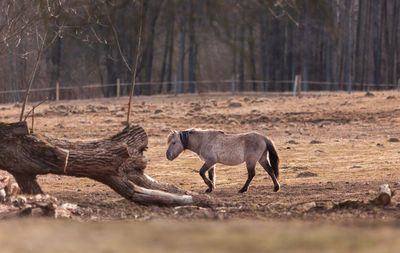 Graceful freedom. majestic wild horses roaming in early spring in northern europe