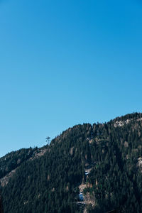 Trees against clear blue sky