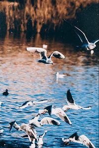 animal wildlife