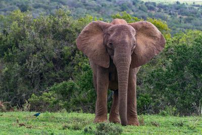 Portrait of elephant