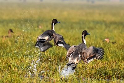 Ducks on a field