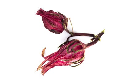 Close-up of wilted flower against white background