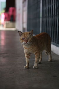 Portrait of cat standing outdoors