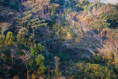 Scenic view of forest