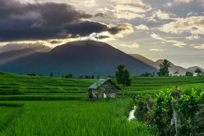 Panoramic indonesia view of green rice terraces and coconut trees on a sunny morning