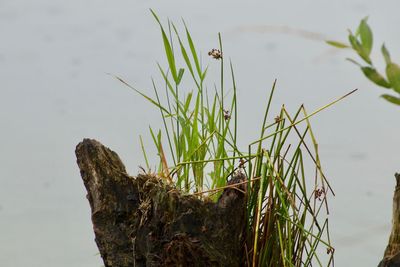 Close-up of grass growing on rock