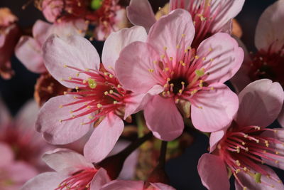 Close-up of pink cherry blossoms