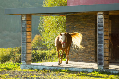 Horse standing on porch at chalet