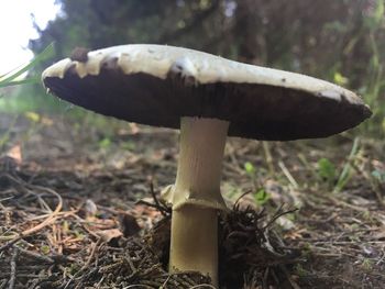 Close-up of mushroom growing in forest