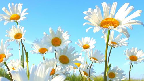 Close-up of daisy flowers against clear sky