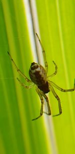 Close-up of spider