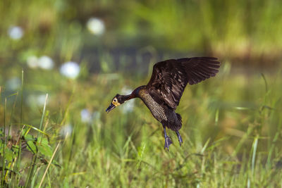 Bird flying over a field