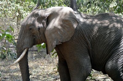 Close-up of elephant