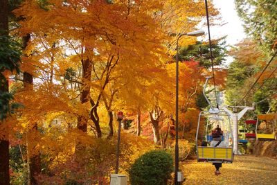 Panoramic view of trees in park during autumn