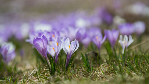 Close-up of purple flowers blooming in field