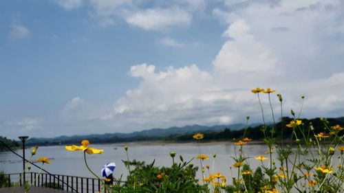 Scenic view of yellow flowering plants against sky