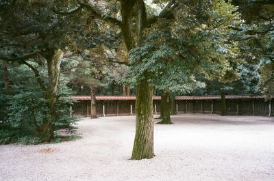 Trees in park