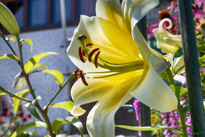 Close-up of yellow flowering plant