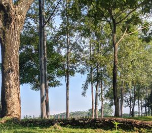 Trees in forest against sky