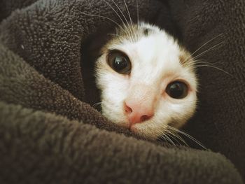 Close-up portrait of cat relaxing at home