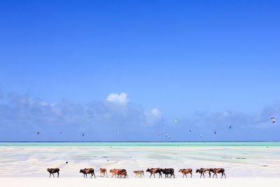 Cows at beach against blue sky