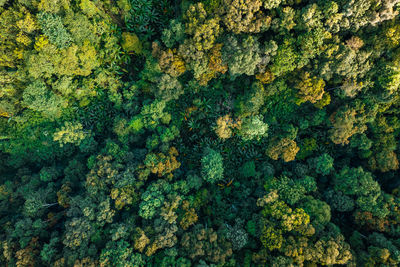 Full frame shot of plants