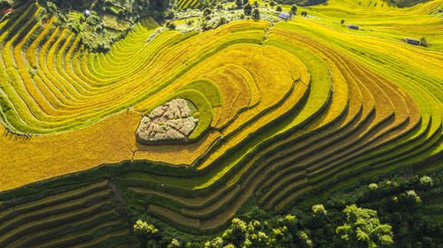 Scenic view of agricultural field