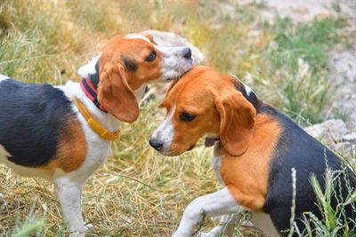 A cute puppy beagle playing with her mom outdoors in a grass meadow on a sunny summer day